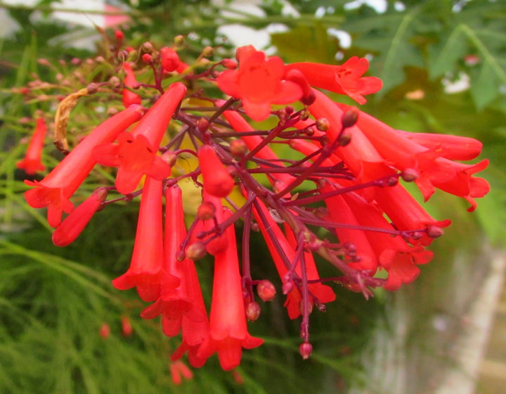 Heirloom Russelia Flower Seeds, Non-GMO Firecracker Blooms for Hummingbird-Friendly Garden Planting