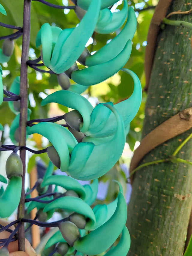 Himmelblå Strongylodon Macrobotrys Blomsterfrø - 100 stk