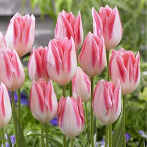 Hvide Pink Tulipan Blomsterfrø til Have - 100 stk