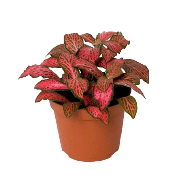 fittonia plant seeds Red Fittonia Verschaffeltii Plant Seeds for Planting – Heirloom, Non-GMO, High Germination Nerve Plant Seeds for Indoor Gardens