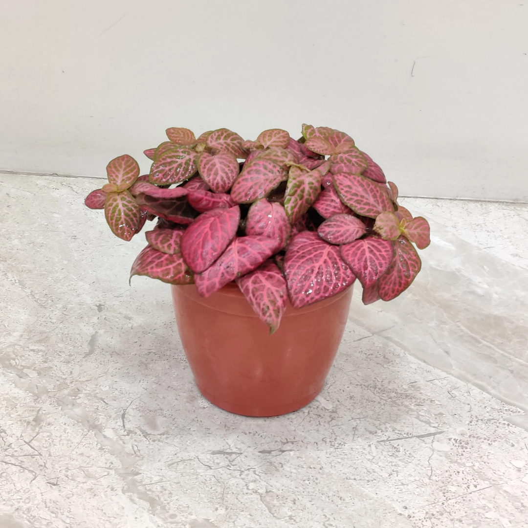 fittonia multi flower seeds