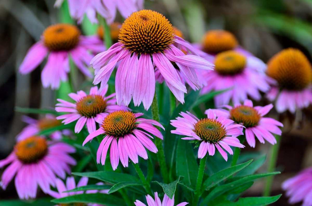 purple coneflower flower seeds