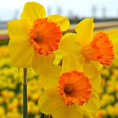 Gul Orange Påskelilje Blomsterfrø til Plantning - 100 stk