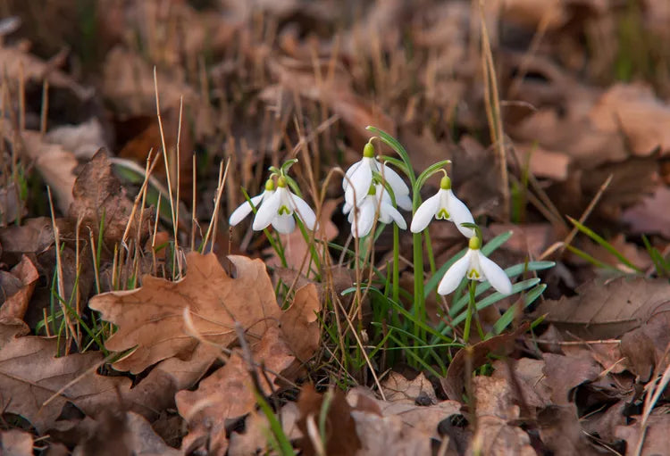 Heirloom Galanthus Flower Seeds, Non-GMO Snowdrop Blooms for Early Spring Garden Planting