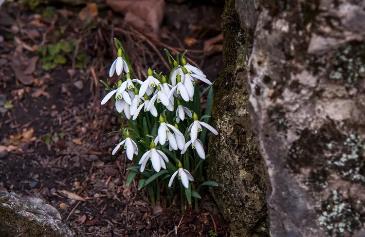 Heirloom Galanthus Flower Seeds, Non-GMO Snowdrop Blooms for Early Spring Garden Planting