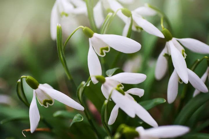 Heirloom Galanthus Flower Seeds, Non-GMO Snowdrop Blooms for Early Spring Garden Planting