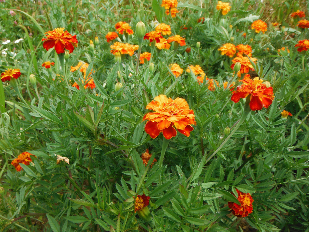 Heirloom Non-GMO Russian Marigold Flower Seeds for Planting – Bright Hardy Blooms for Garden Borders | High Germination