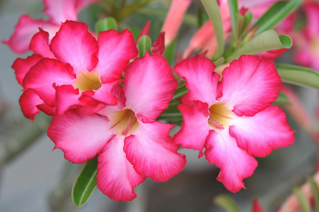 pink adenium flower seeds
