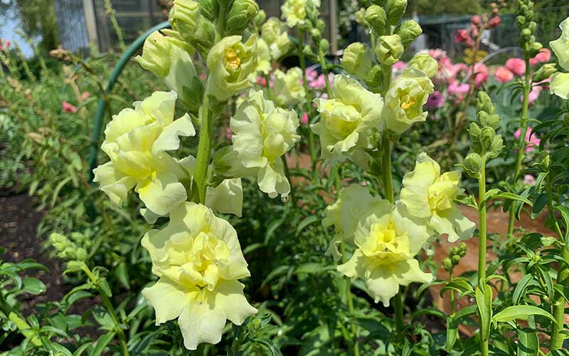 Lemon Sherbet Snapdragon Seeds for Planting – Heirloom, Non-GMO, High Germination Garden Flowers