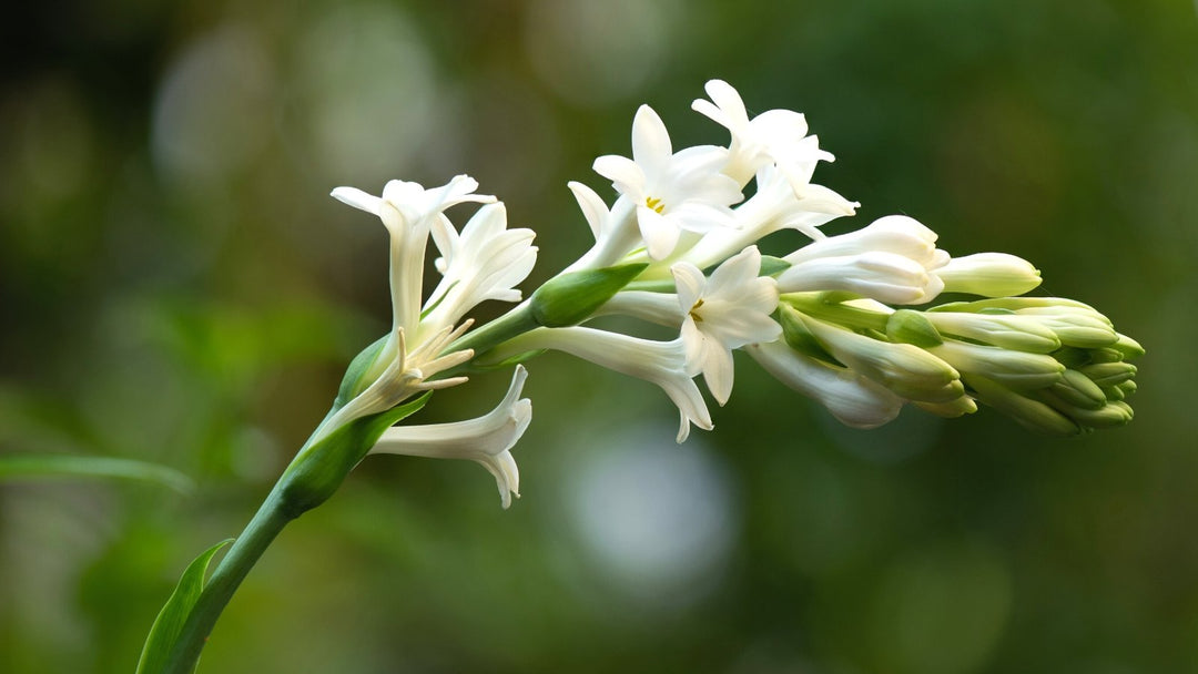 white white flower seeds