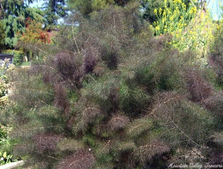 Foeniculum vulgare Bronze Fennel Seeds – Heirloom, Non-GMO, High Germination Organic Garden Seeds for Planting – Aromatic Herb