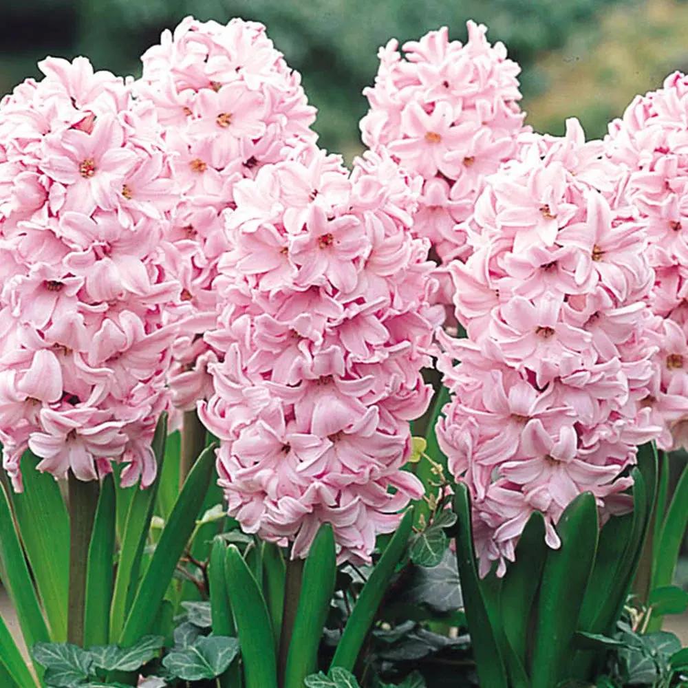 pink baby flower seeds