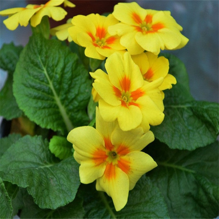 Gule Primula Malacoides Blomsterfrø - 100 stk