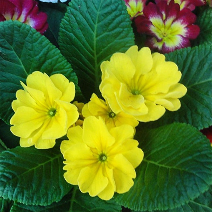 Yellow Primula Malacoides Flower Seeds - 100 pcs