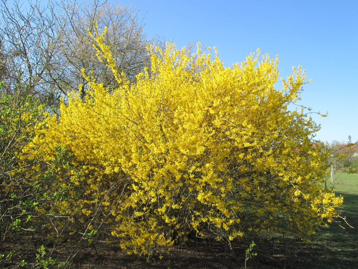 Heirloom Forsythia Hampshire Flower Seeds for Planting, Non-GMO