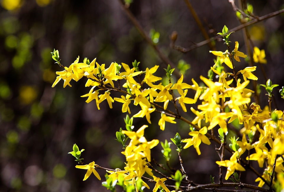 trifoliate forsythia flower seeds