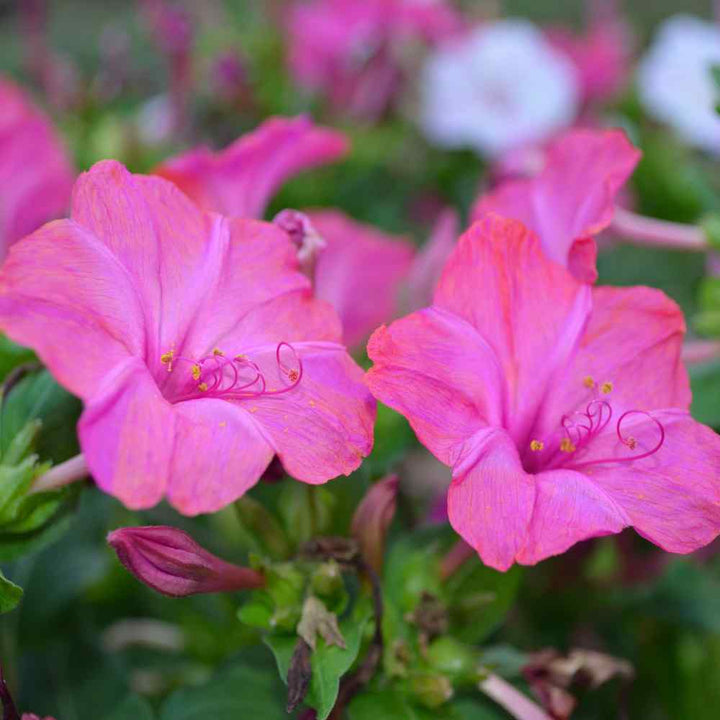 Light Pink Mirabilis Flower Seeds for Planting – Heirloom Non-GMO Organic Garden Seeds, High Germination
