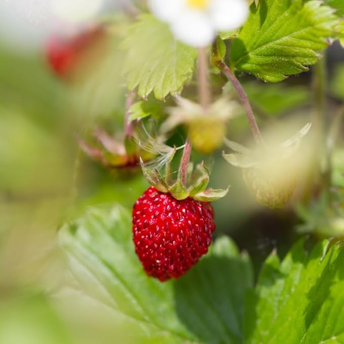 Fragaria vesca Fruit Seeds