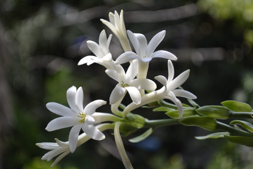 Lyseblå Hvid Duftende Fed Blomsterfrø til Plantning 100 stk