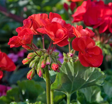 Rød Geranium Pelargonium Blomsterfrø til udplantning - 100 stk