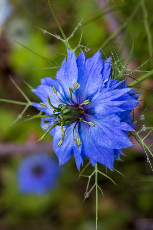 heirloom love flower seeds
