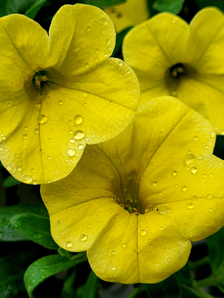 Gul Mix Petunia Flerårige blomsterfrø til udplantning 100 stk