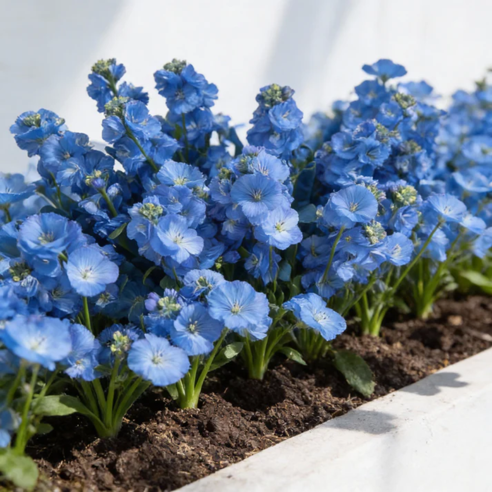 blue gilly flower seeds