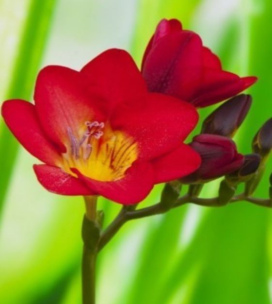 Freesia Flower Seeds for Planting, Thick Red, 100 pcs