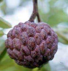 Fresh Burgundy Sugar-Apple Tree Seeds