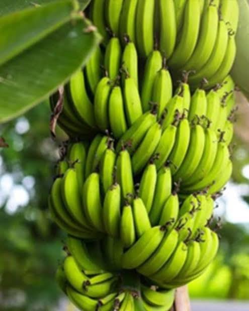 Fresh Dark Green Banana Fruit Seeds for Planting