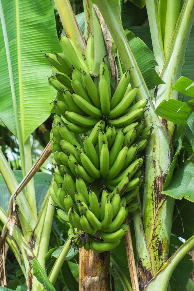 Fresh Dark Green Banana Fruit Seeds for Planting
