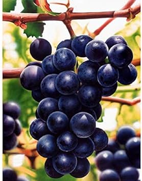 Fresh Dark Purple Grape Fruit Seeds for Planting