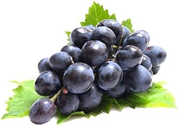 Fresh Dark Violet Grape Fruit Seeds for Planting