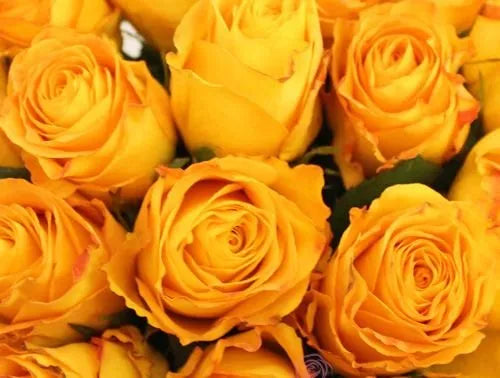 Dark Yellow Climbing Rose Plant Seeds – Heirloom Non-GMO High Germination Organic Garden Seeds for Planting