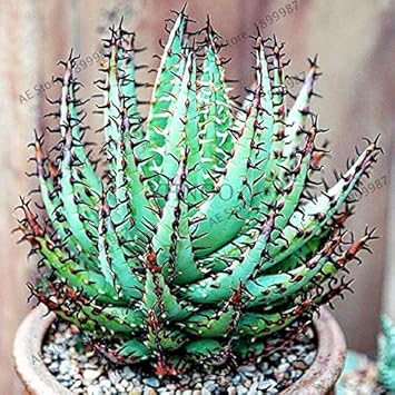 Fresh Edible Aloe Vera Plant Seeds for Planting