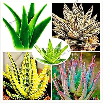 Fresh Edible Aloe Vera Plant Seeds for Planting