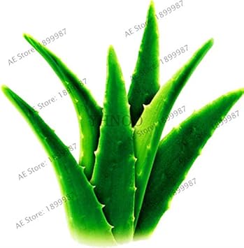 Fresh Edible Aloe Vera Plant Seeds for Planting