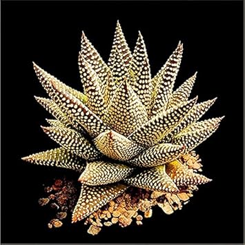 Fresh Edible Aloe Vera Plant Seeds for Planting