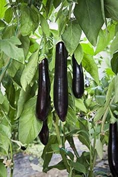 Fresh Eggplant Sweet Fruit Seeds for Planting