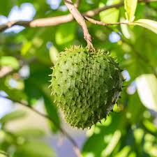 Fresh Green Soursop Fruit Seeds for Planting