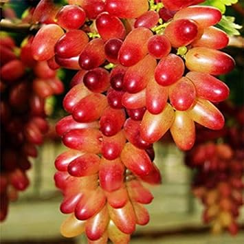 Fresh Miniature Grape Fruit Seeds for Planting