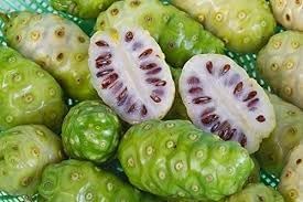Fresh NONI Fruit Seeds for Planting | Heirloom Non-GMO Organic Seeds for Easy-to-Grow Tropical Fruits