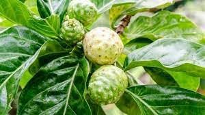 Fresh NONI Fruit Seeds for Planting | Heirloom Non-GMO Organic Seeds for Easy-to-Grow Tropical Fruits