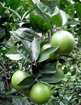 Fresh Orange Fruit Seeds for Planting