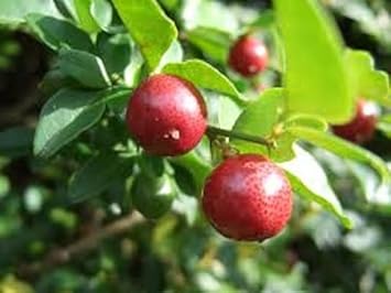 Fresh Orange Fruit Seeds for Planting