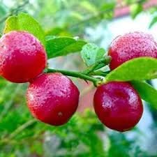 Fresh Orange Fruit Seeds for Planting