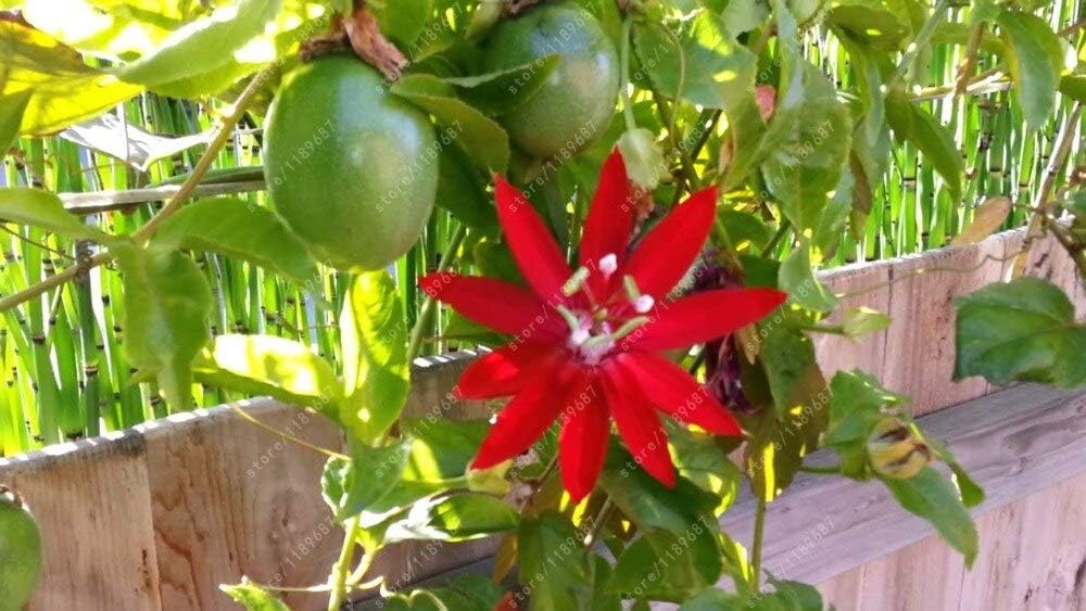 Fresh Passion Fruit Seeds for Planting