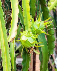 Fresh Passion Fruit Seeds for Planting