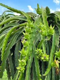 Fresh Passion Fruit Seeds for Planting