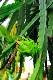 Fresh Passion Fruit Seeds for Planting